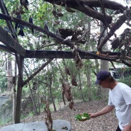 Feeding Cockateils