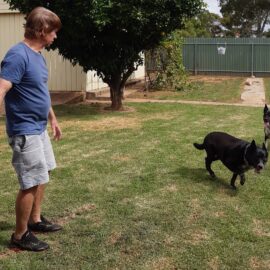 Dogs love to play especially where there is water