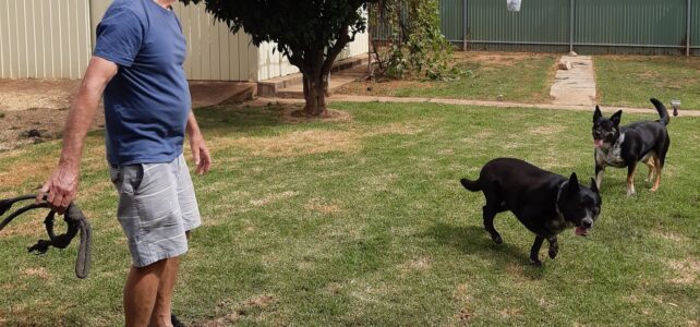 Dogs love to play especially where there is water