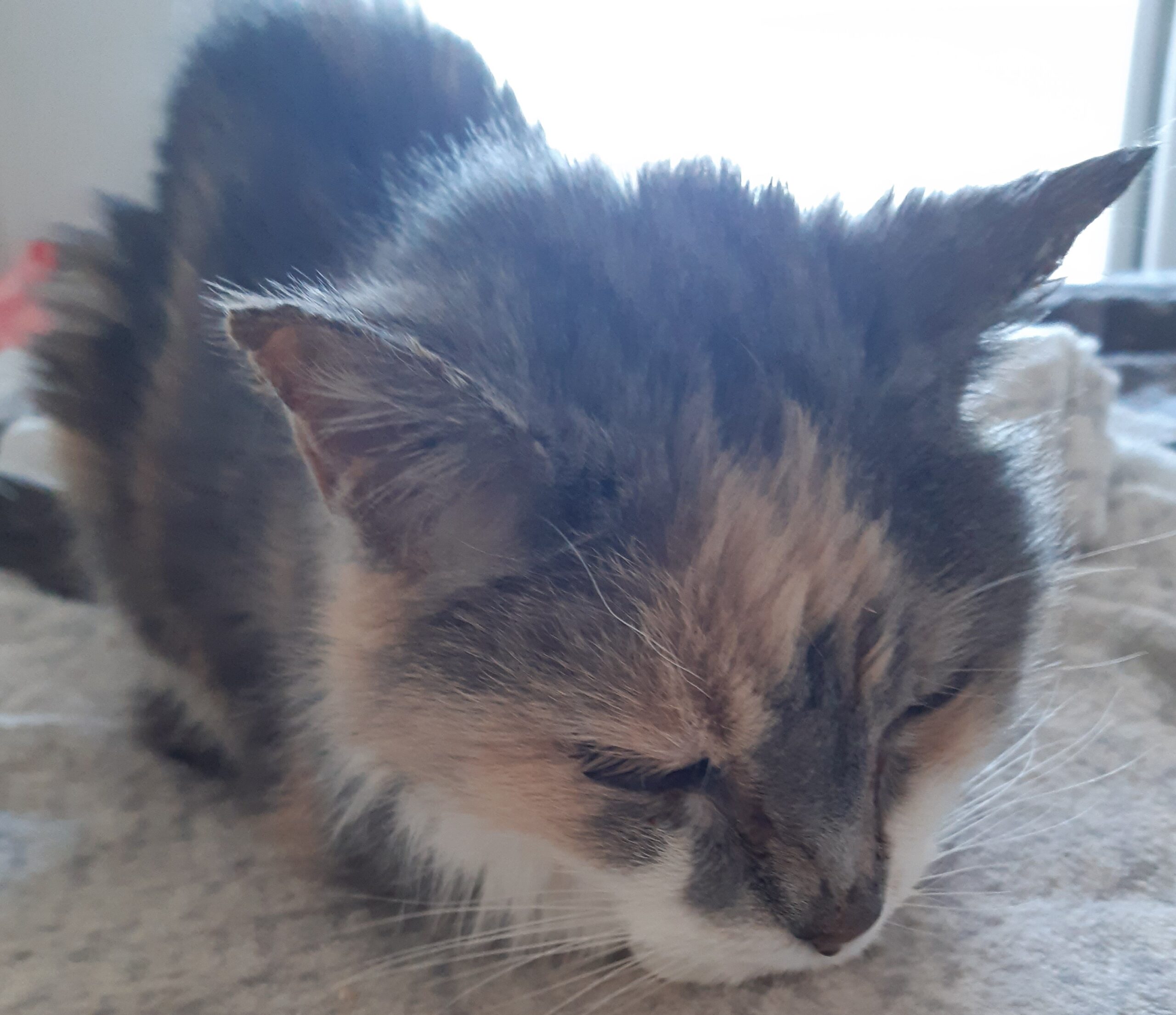 A very dear old frail cat