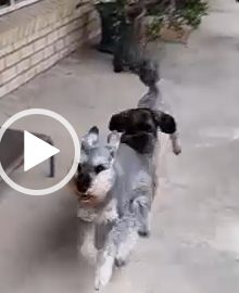 Mini Schnauzer and Labradoodle Chasing Each Other