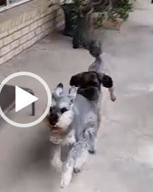 Mini Schnauzer and Labradoodle Chasing Each Other