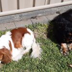 Dogs Sunbaking