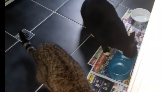 Pet Sitting Three Cats Eating Dinner Together