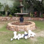 Feeding Doves