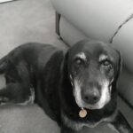 Baylea, an elderly Labrador